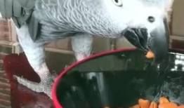 鹦鹉搞笑视频,笑料百出，萌态可掬