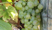 葡萄视频,探索短视频世界的魅力与奥秘